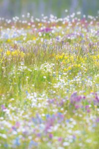 photo of a field of alpine flowers