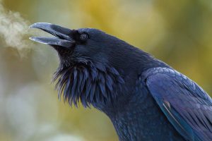 photo of a raven's head with its frosty breath