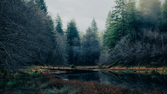 landscape of a boreal forest at lake's edge