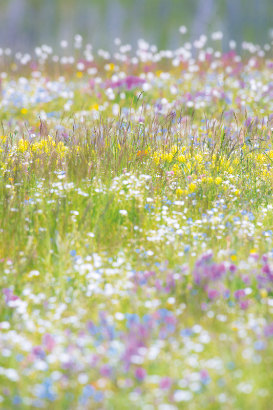 photo of a field of alpine flowers