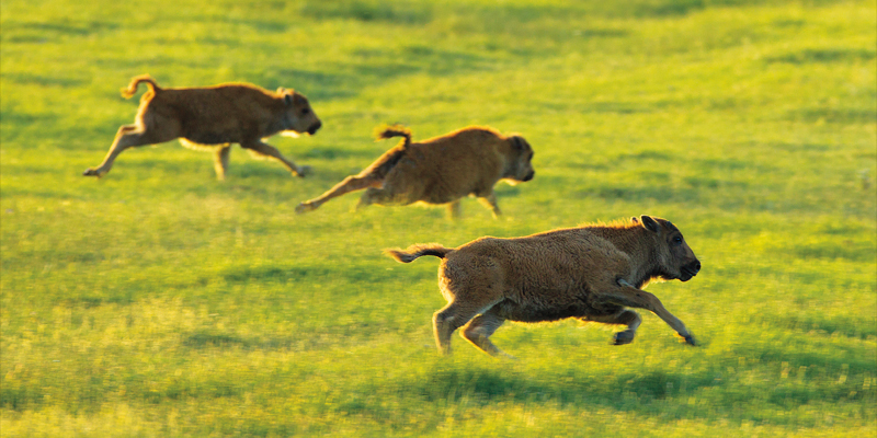 photo of three American Bison calves racing each other
