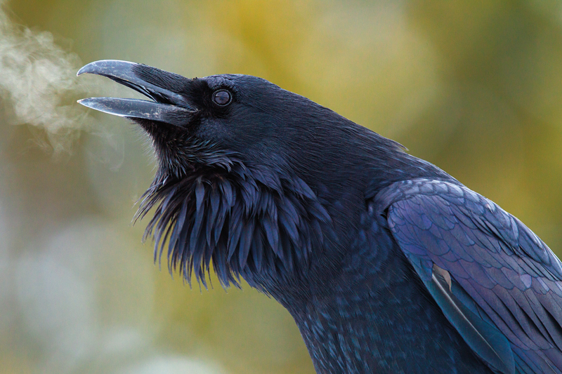 photo of a raven's head with its frosty breath