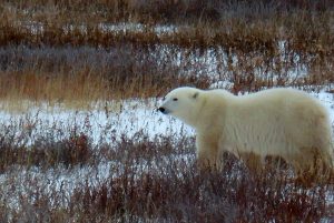 image of a polar bear on the tundra