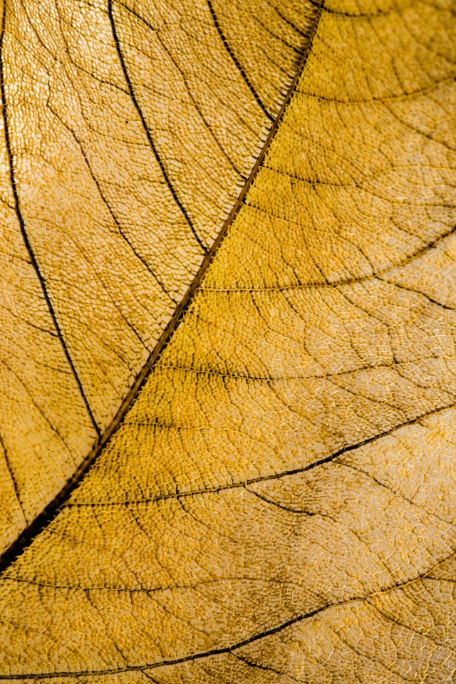 image of a yellow leaf