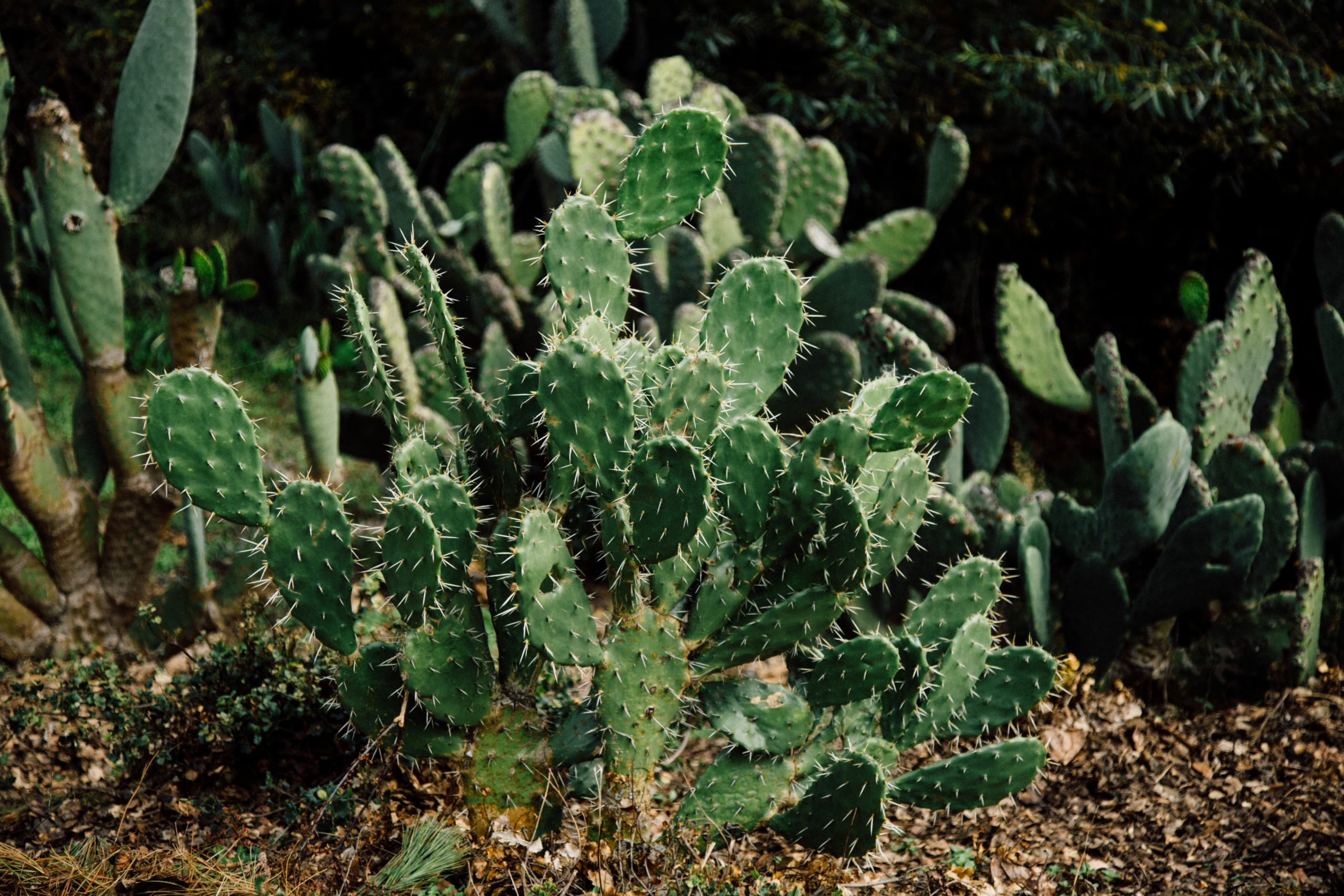 a very prickly cactus, why it's important for writers to be uncomfortable