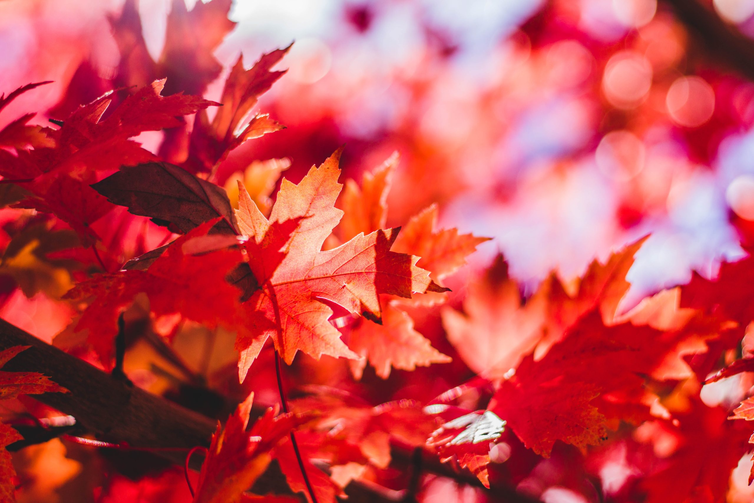 [ID red autumn leaves] How to Pay Attention, for Writers